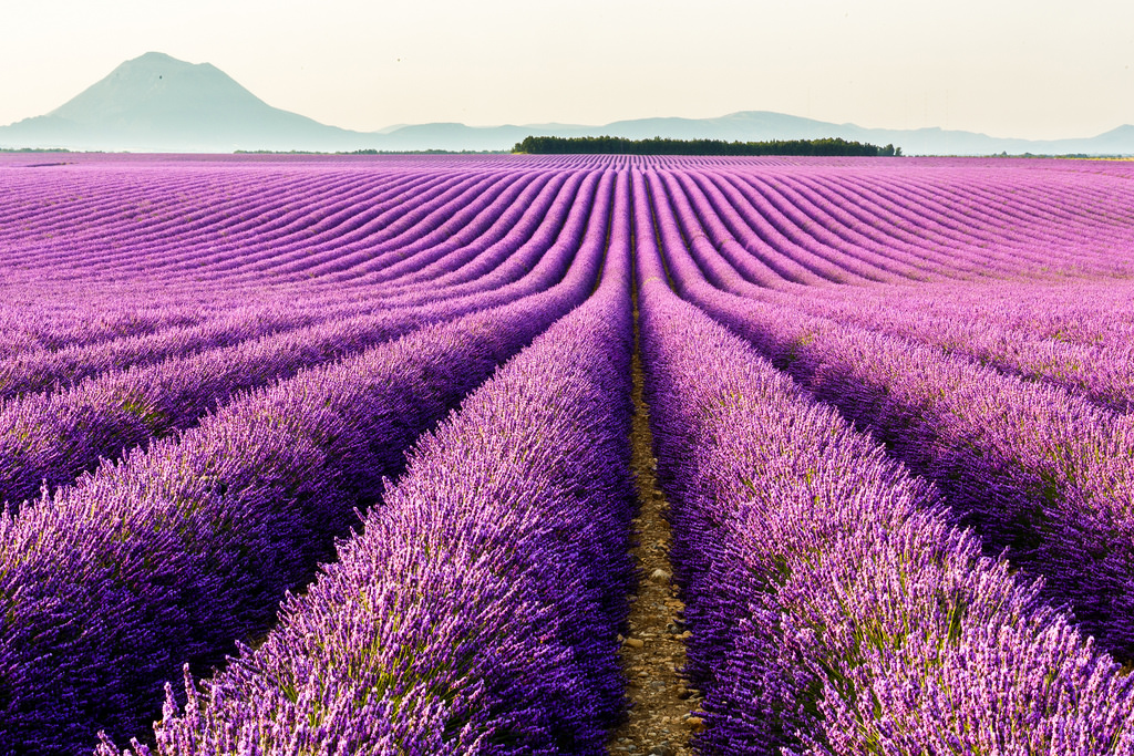 Valensole Provence Flickr Matheus Swanson