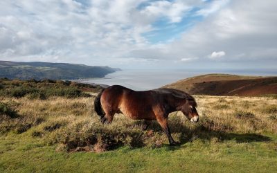 Remember to Smell the Exmoor Roses