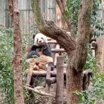 A panda sitting on a wooden chair eating bamboo at the Chengdu Research Base.